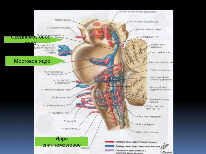 Ядро спинномозговое Среднемозговое ядро Мостовое ядро