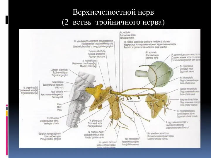 Верхнечелюстной нерв (2 ветвь тройничного нерва)