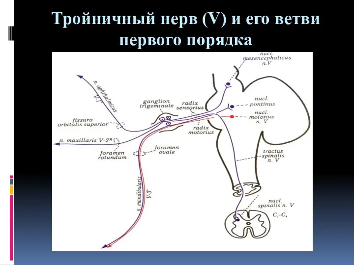 Тройничный нерв (V) и его ветви первого порядка