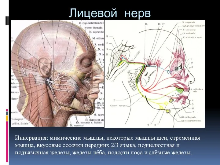 Лицевой нерв Иннервация: мимические мышцы, некоторые мышцы шеи, стременная мышца, вкусовые