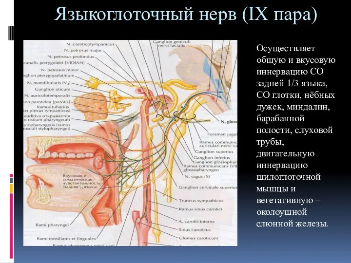 Языкоглоточный нерв (IX пара) Осуществляет общую и вкусовую иннервацию СО задней