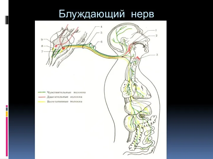 Блуждающий нерв