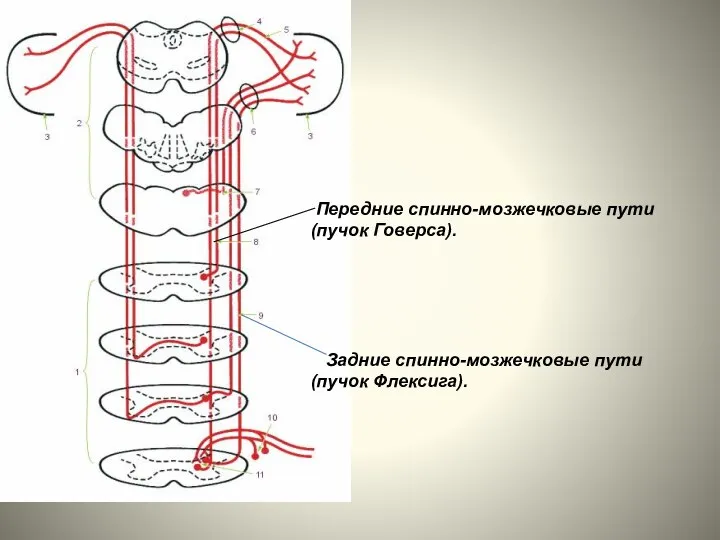 Передние спинно-мозжечковые пути (пучок Говерса). Задние спинно-мозжечковые пути (пучок Флексига).