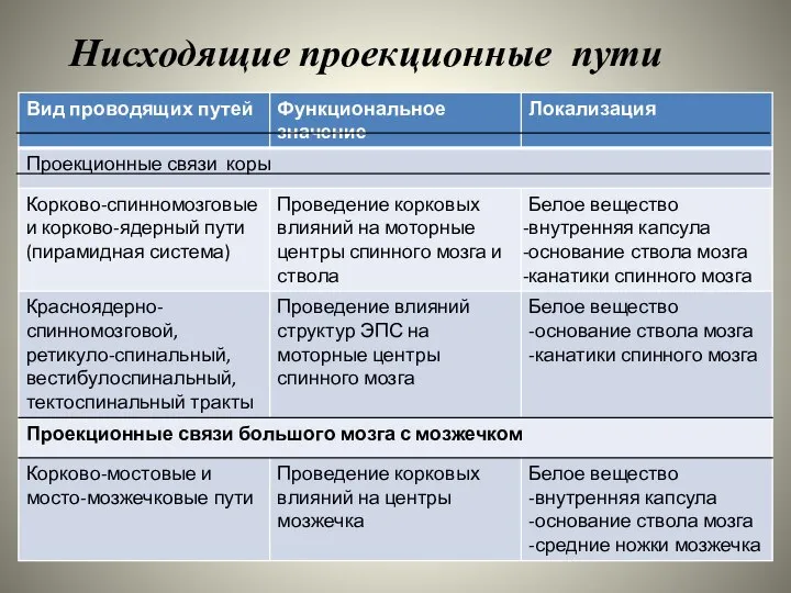 Нисходящие проекционные пути