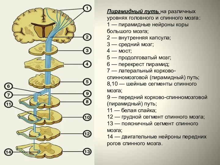 Пирамидный путь на различных уровнях головного и спинного мозга: 1 —