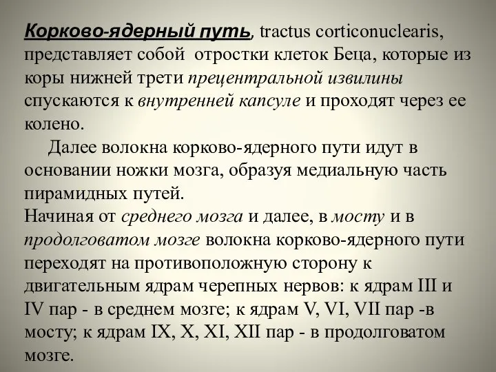 Корково-ядерный путь, tractus corticonuclearis, представляет собой отростки клеток Беца, которые из