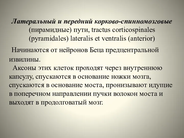 Латеральный и передний корково-спинномозговые (пирамидные) пути, tractus corticospinales (pyramidales) lateralis et