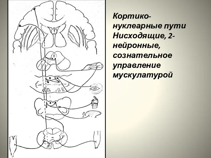 Кортико-нуклеарные пути Нисходящие, 2-нейронные, сознательное управление мускулатурой