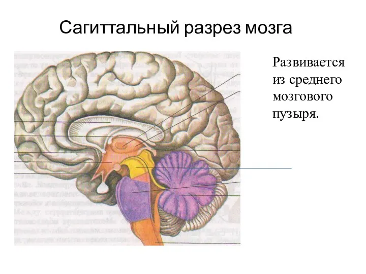Сагиттальный разрез мозга Развивается из среднего мозгового пузыря.