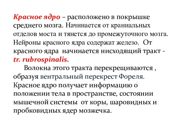 Красное ядро – расположено в покрышке среднего мозга. Начинается от краниальных