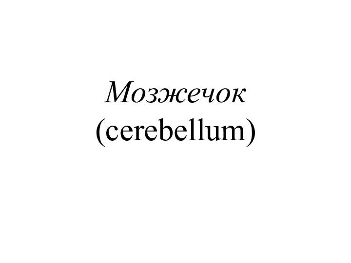 Мозжечок (cerebellum)