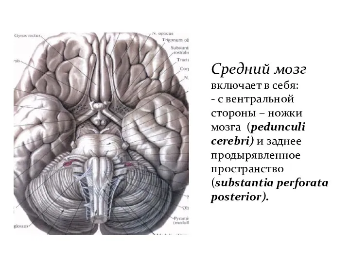 Средний мозг включает в себя: - с вентральной стороны – ножки