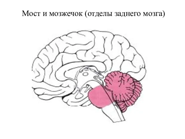 Мост и мозжечок (отделы заднего мозга)