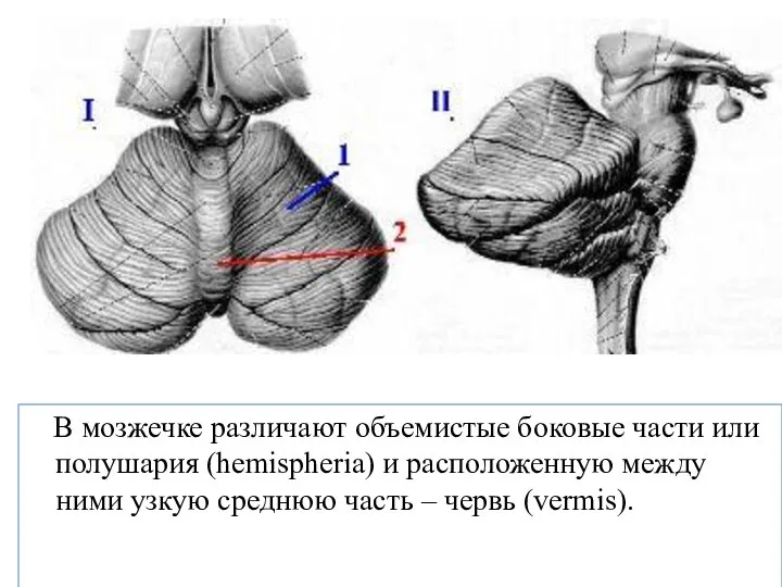 В мозжечке различают объемистые боковые части или полушария (hemispheria) и расположенную