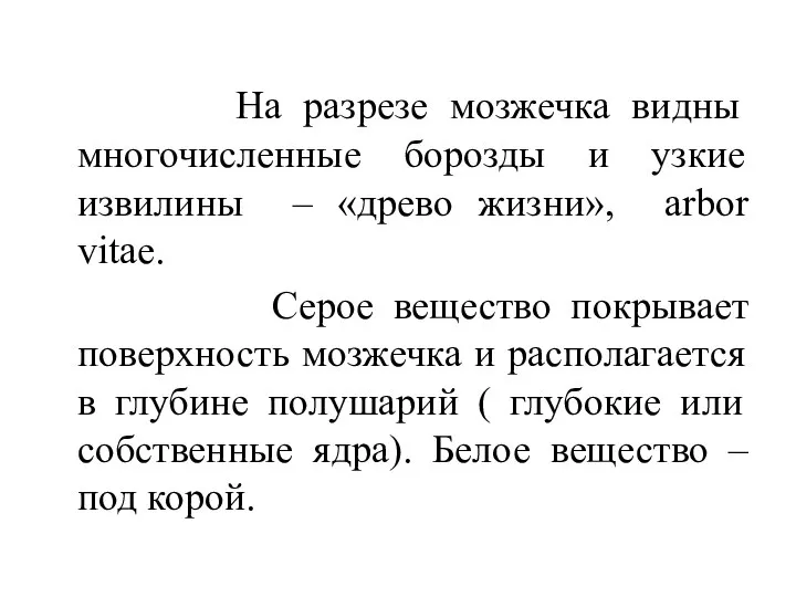 На разрезе мозжечка видны многочисленные борозды и узкие извилины – «древо