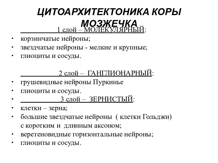 1 слой – МОЛЕКУЛЯРНЫЙ: корзинчатые нейроны; звездчатые нейроны - мелкие и