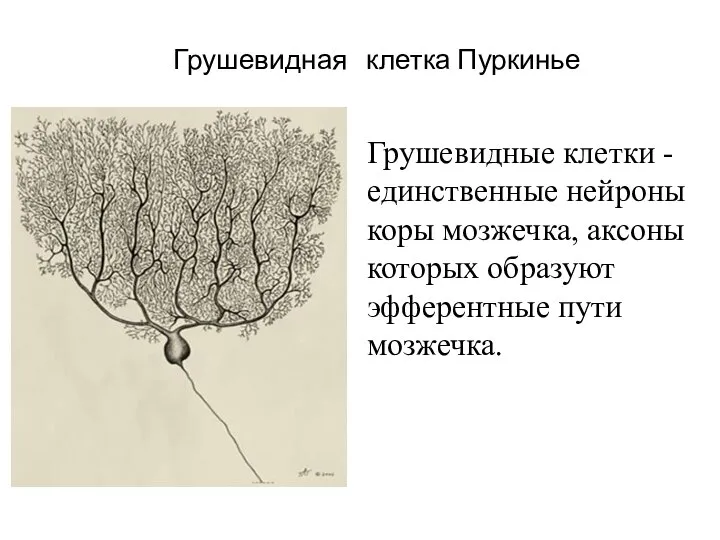 Грушевидная клетка Пуркинье Грушевидные клетки - единственные нейроны коры мозжечка, аксоны которых образуют эфферентные пути мозжечка.