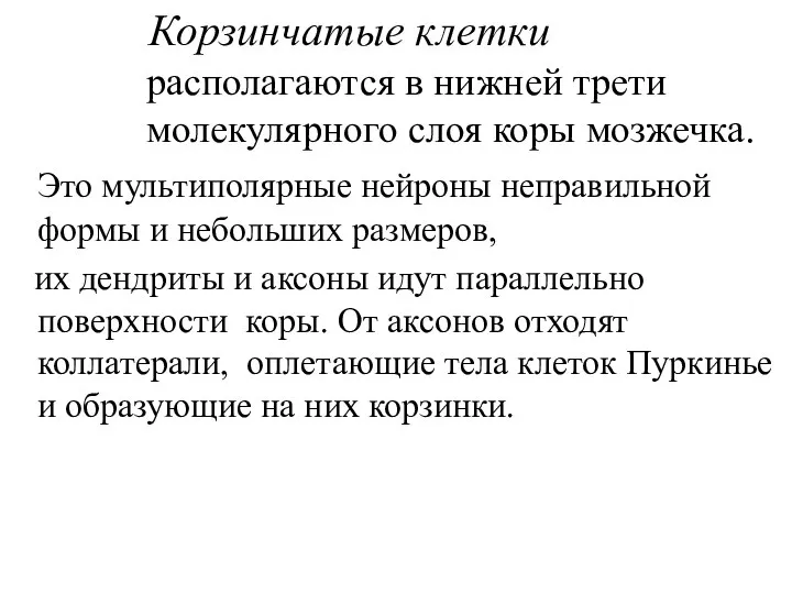 Корзинчатые клетки располагаются в нижней трети молекулярного слоя коры мозжечка. Это