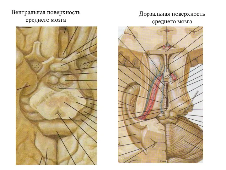 Вентральная поверхность среднего мозга Дорзальная поверхность среднего мозга