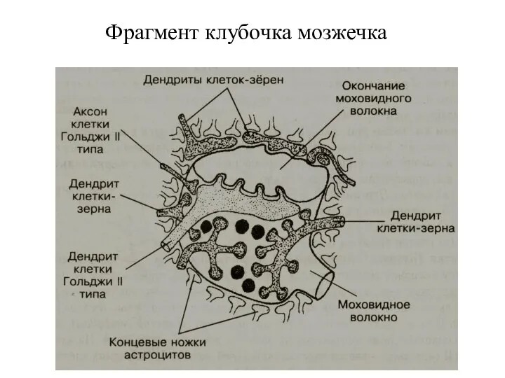 Фрагмент клубочка мозжечка