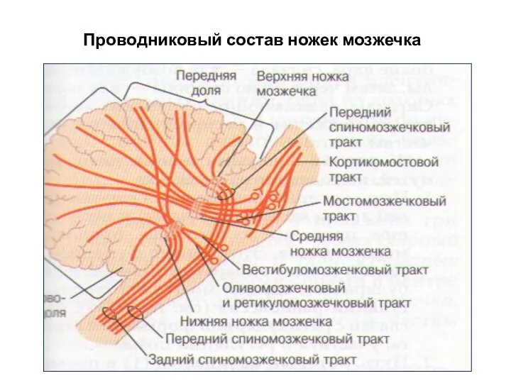 Проводниковый состав ножек мозжечка