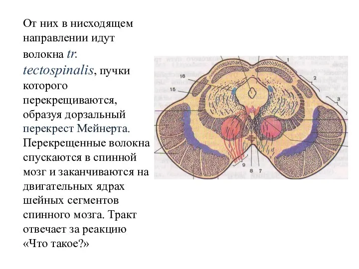 От них в нисходящем направлении идут волокна tr. tectospinalis, пучки которого