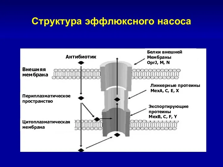 Структура эффлюксного насоса Внешняя мембрана Периплазматическое пространство Цитоплазматическая мембрана Антибиотик Белки