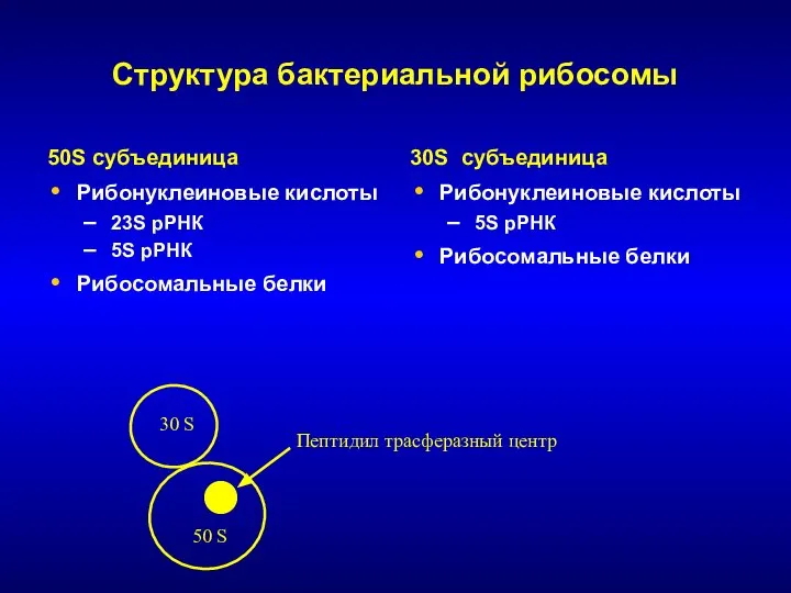 Структура бактериальной рибосомы 50S субъединица Рибонуклеиновые кислоты 23S рРНК 5S рРНК