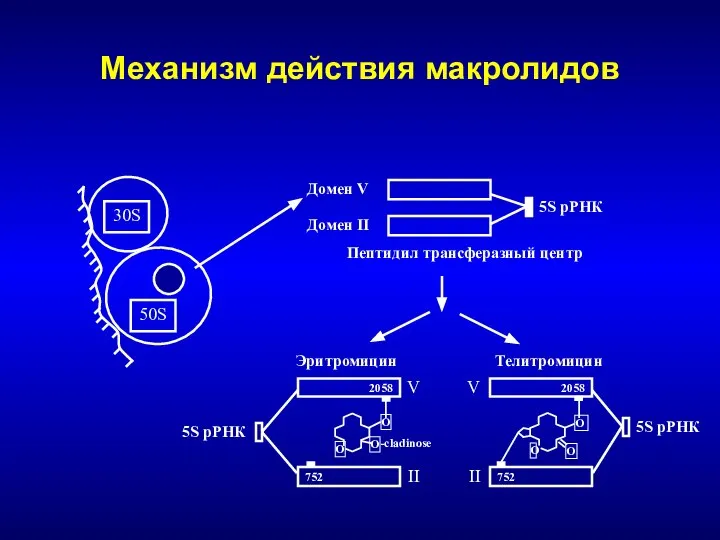 Механизм действия макролидов 5S рРНК Домен V Домен II Пептидил трансферазный