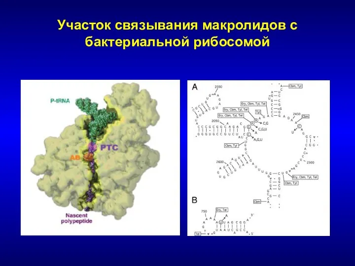 Участок связывания макролидов с бактериальной рибосомой