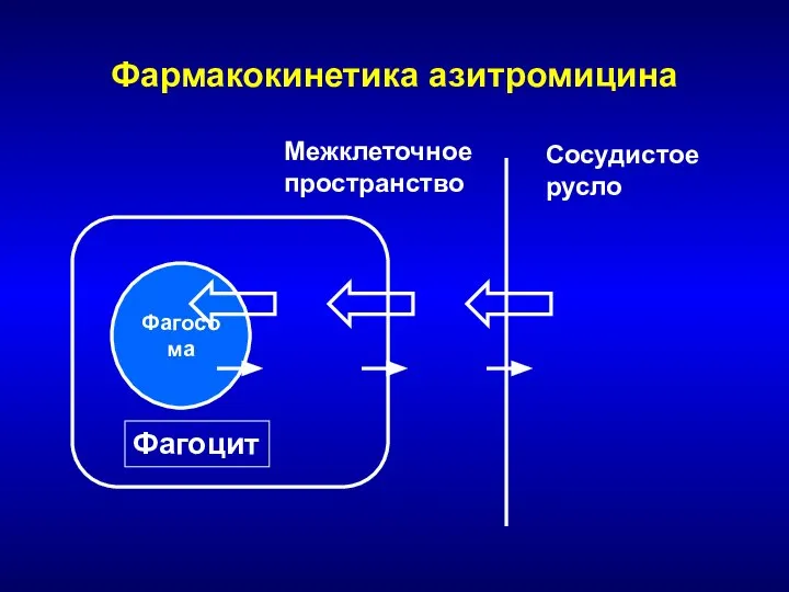 Фармакокинетика азитромицина Фагосома Фагоцит Межклеточное пространство Сосудистое русло