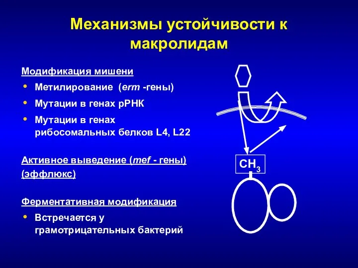 Механизмы устойчивости к макролидам Модификация мишени Метилирование (erm -гены) Мутации в