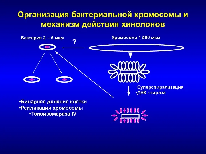 Организация бактериальной хромосомы и механизм действия хинолонов Бактерия 2 – 5