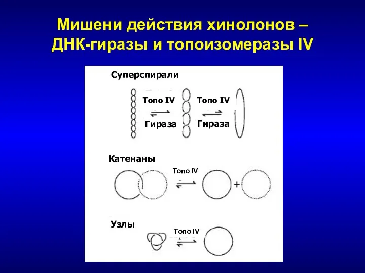 Мишени действия хинолонов – ДНК-гиразы и топоизомеразы IV Суперспирали Катенаны Узлы