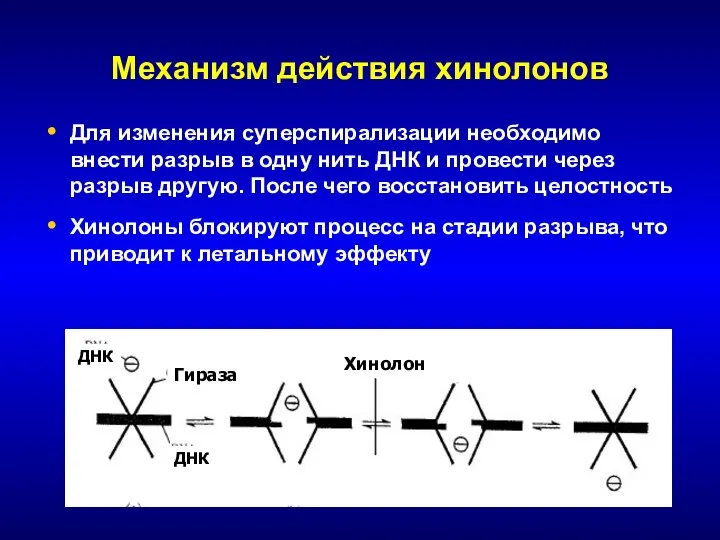 Механизм действия хинолонов Для изменения суперспирализации необходимо внести разрыв в одну