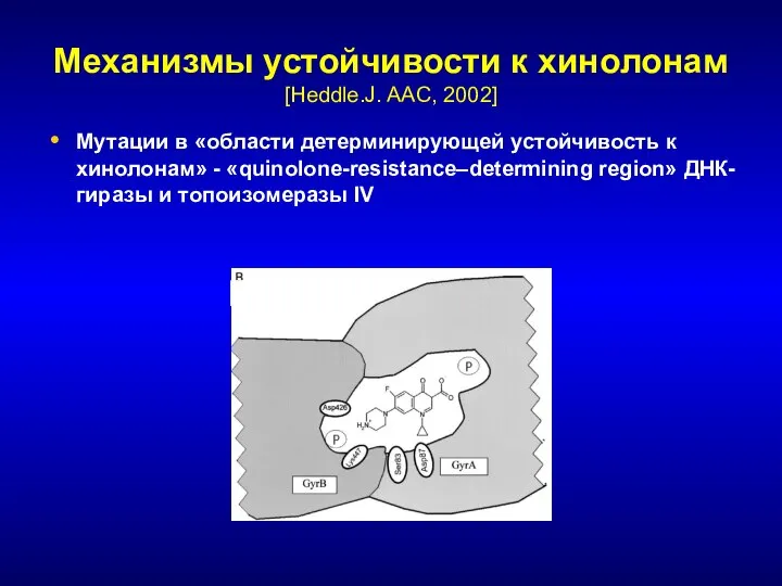 Механизмы устойчивости к хинолонам [Heddle.J. AAC, 2002] Мутации в «области детерминирующей