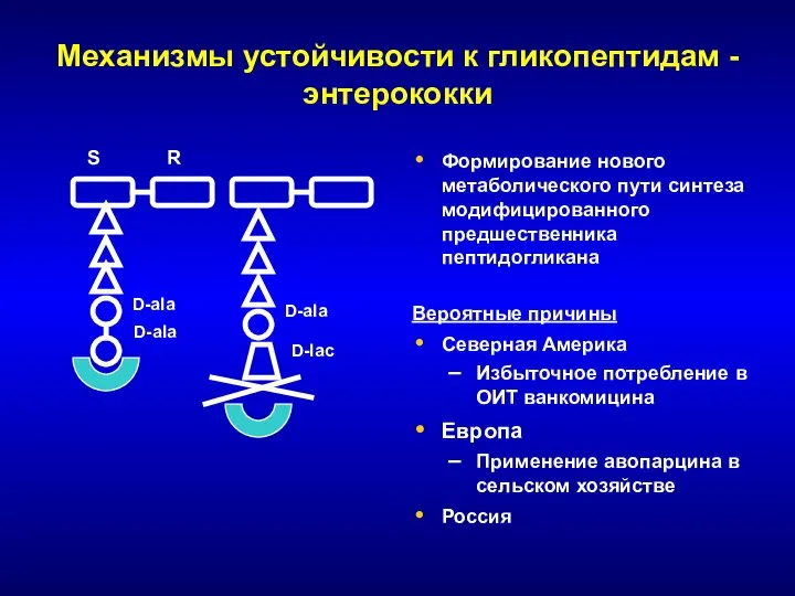 Механизмы устойчивости к гликопептидам - энтерококки S R Формирование нового метаболического