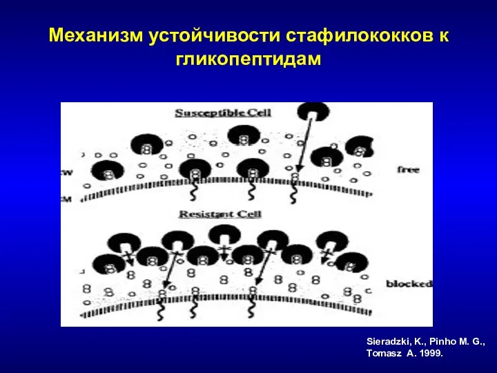 Механизм устойчивости стафилококков к гликопептидам Sieradzki, K., Pinho M. G., Tomasz A. 1999.