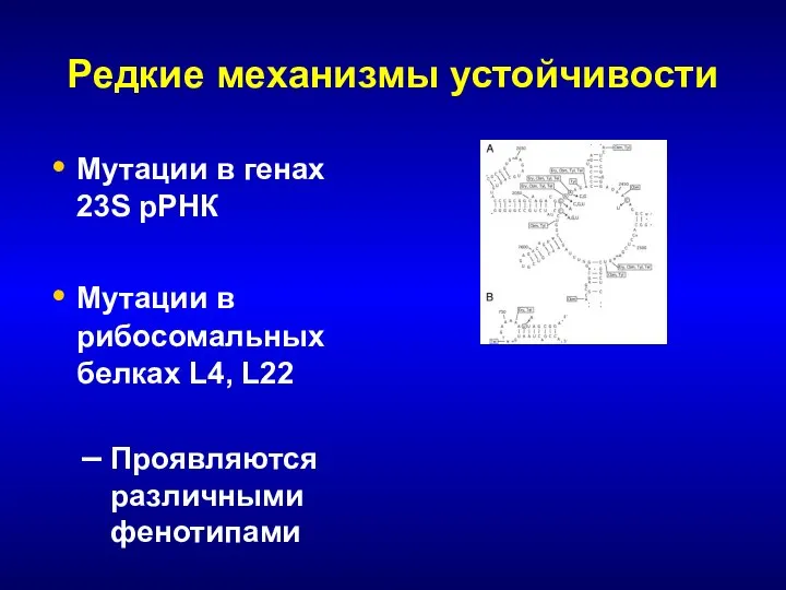 Редкие механизмы устойчивости Мутации в генах 23S рРНК Мутации в рибосомальных