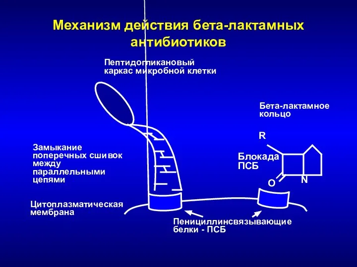 Механизм действия бета-лактамных антибиотиков O N R Цитоплазматическая мембрана Пенициллинсвязывающие белки