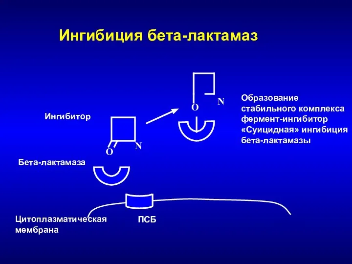 Цитоплазматическая мембрана ПСБ Бета-лактамаза O Ингибитор О N N Ингибиция бета-лактамаз