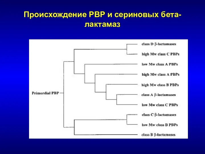 Происхождение PBP и сериновых бета-лактамаз