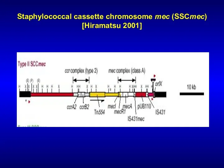 Staphylococcal cassette chromosome mec (SSCmec) [Hiramatsu 2001]