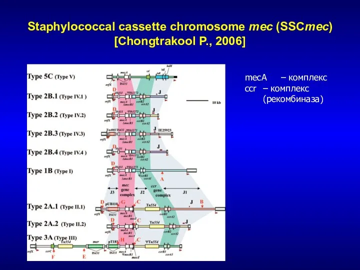 Staphylococcal cassette chromosome mec (SSCmec) [Chongtrakool P., 2006] mecA – комплекс ccr – комплекс (рекомбиназа)