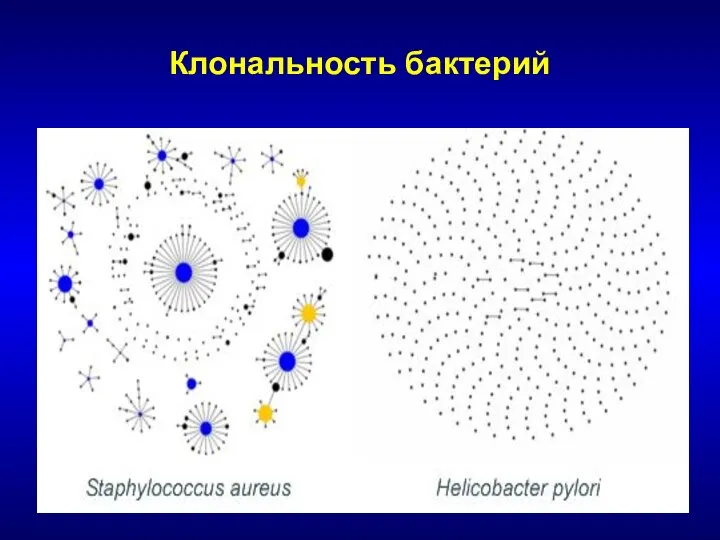 Клональность бактерий