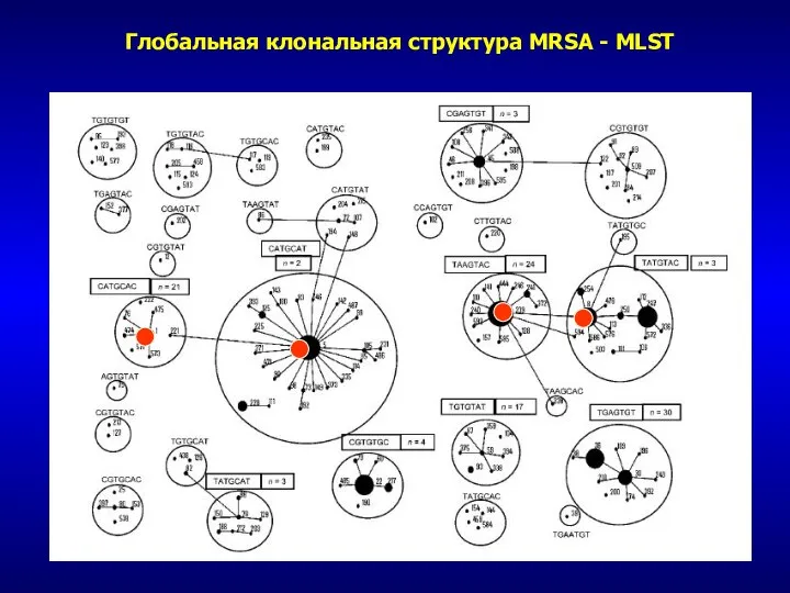 Глобальная клональная структура MRSA - MLST