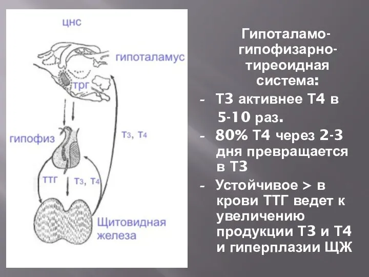 Гипоталамо-гипофизарно-тиреоидная система: - Т3 активнее Т4 в 5-10 раз. - 80%