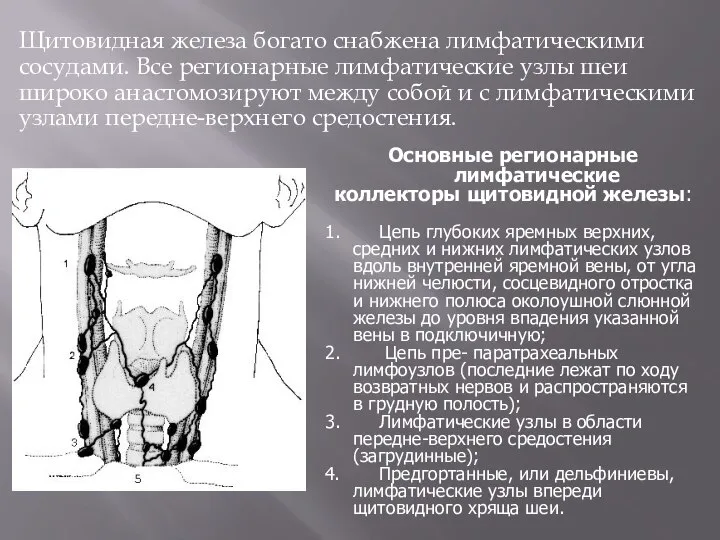 Щитовидная железа богато снабжена лимфатическими сосудами. Все регионарные лимфатические узлы шеи