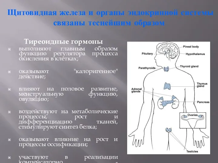 Щитовидная железа и органы эндокринной системы связаны теснейшим образом Тиреоидные гормоны