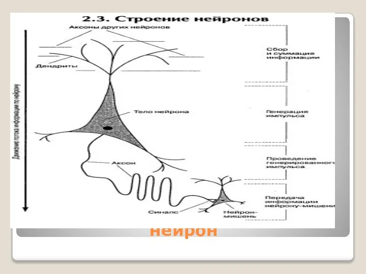 нейрон